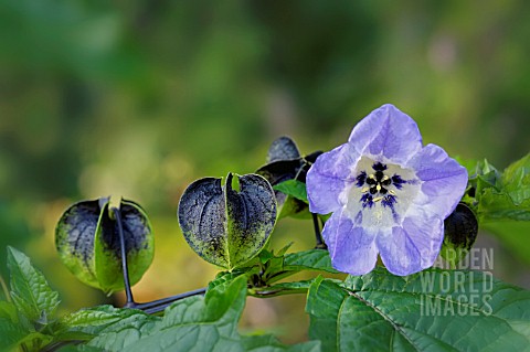 NICANDRA_PHYSALODES