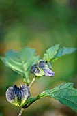 NICANDRA PHYSALODES