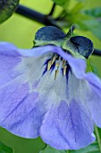 NICANDRA PHYSALODES