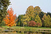 NYSSA SYLVATICA WISLEY BONFIRE