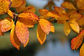 NYSSA SYLVATICA WISLEY BONFIRE