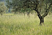 OLEA EUROPAEA