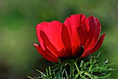 PAEONIA TENUIFOLIA LITHOPHILA