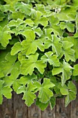 PELARGONIUM TOMENTOSUM