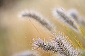 PENNISETUM ALOPECUROIDES VAR. VIRIDESCENS