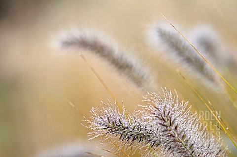 PENNISETUM_ALOPECUROIDES_VAR_VIRIDESCENS