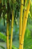 PHYLLOSTACHYS AUREOSULCATA AUREOCAULIS