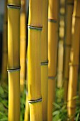 PHYLLOSTACHYS AUREOSULCATA AUREOCAULIS