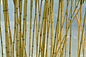 PHYLLOSTACHYS AUREOSULCATA AUREOCAULIS