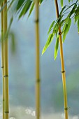 PHYLLOSTACHYS AUREOSULCATA AUREOCAULIS