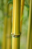 PHYLLOSTACHYS AUREOSULCATA HARBIN-INVERSA