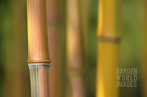 PHYLLOSTACHYS_AUREOSULCATA_SPECTABILIS