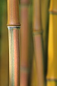 PHYLLOSTACHYS AUREOSULCATA SPECTABILIS