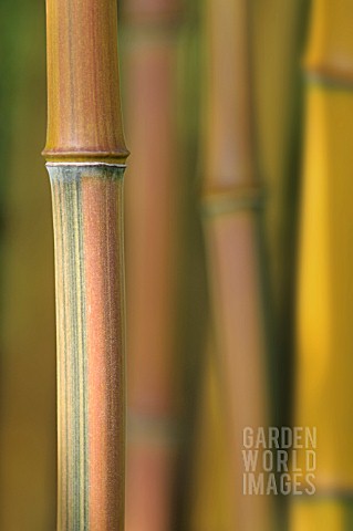 PHYLLOSTACHYS_AUREOSULCATA_SPECTABILIS