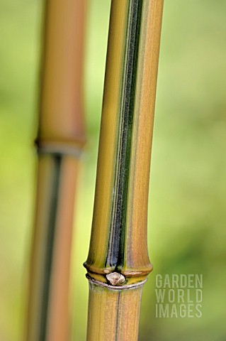 PHYLLOSTACHYS_AUREOSULCATA_SPECTABILIS