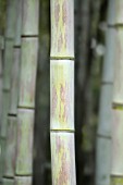 PHYLLOSTACHYS NIGRA BORYANA