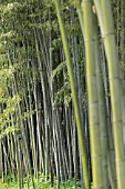 PHYLLOSTACHYS NIGRA BORYANA