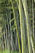 PHYLLOSTACHYS NIGRA BORYANA