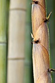 PHYLLOSTACHYS NIGRA HENONIS