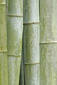 PHYLLOSTACHYS PUBESCENS SYN. PHYLLOSTACHYS EDULIS