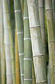 PHYLLOSTACHYS PUBESCENS SYN. PHYLLOSTACHYS EDULIS