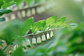 POLYGONATUM MULTIFLORUM