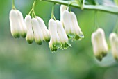 POLYGONATUM MULTIFLORUM