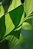 POLYGONATUM MULTIFLORUM