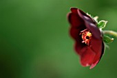 POTENTILLA THUBERI