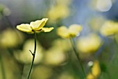 RANUNCULUS ACRIS CITRINUS