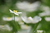 RANUNCULUS PLATANIFOLIUS