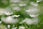 RANUNCULUS PLATANIFOLIUS