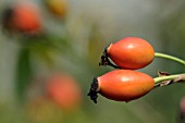 ROSA ACHBURENSIS HIPS