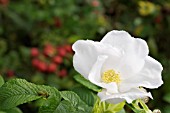 ROSA RUGOSA ALBA SYN: ROSA RUGOSA VAR. WHITE FORM