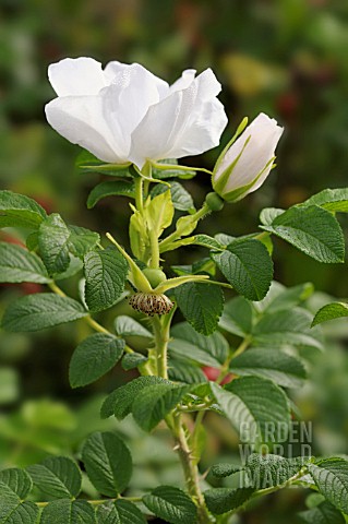 ROSA_RUGOSA_ALBA_SYN_ROSA_RUGOSA_VAR_WHITE_FORM