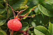 ROSA RUGOSA ALBA SYN: ROSA RUGOSA VAR. WHIT FORM