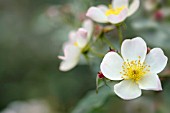 ROSA WHITE FLEURETTE