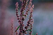 RUMEX CRISPUS