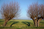 SALIX ALBA