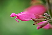 SALVIA INVOLUCRA