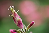 SALVIA INVOLUCRA