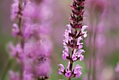 SALVIA NEMOROSA AMETHYST