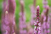 SALVIA NEMOROSA AMETHYST