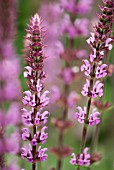 SALVIA NEMOROSA AMETHYST