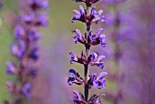 SALVIA NEMOROSA CARADONNA