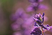 SALVIA VIRIDIS