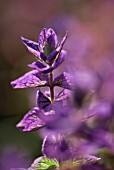 SALVIA VIRIDIS