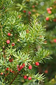 TAXUS BACCATA