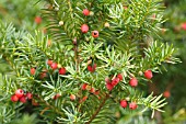 TAXUS BACCATA