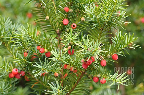 TAXUS_BACCATA